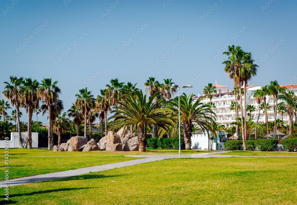 Palm trees. Tenerife. Spain