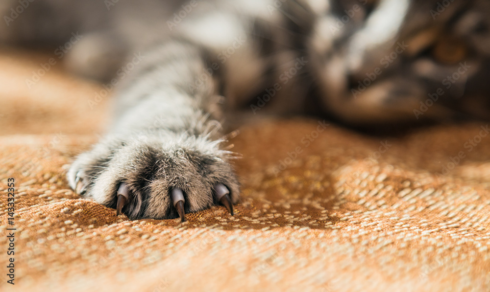 Small striped kitten basking on the couch at home. Small striped kitten basking on the couch at home.