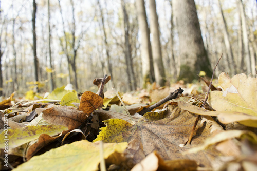 Fallen Leafs and Trees, Fall Background, Autumn 