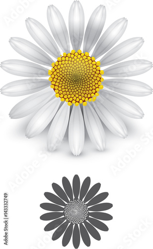 Daisy flower