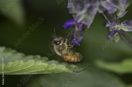 Flying bee, in the rain photo