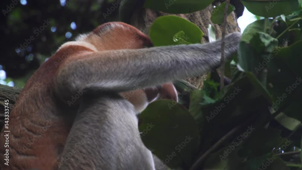 the proboscis monkey
the proboscis monkey