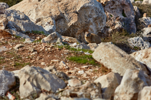Rock hyrax