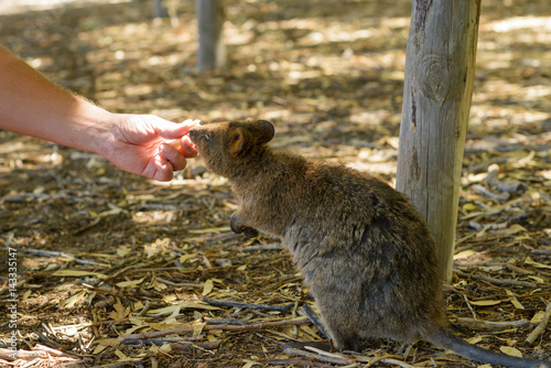 Zwergkänguru frisst aus der Hand, Quokka, Westaustralien, Australien, Insel Rottnest photo