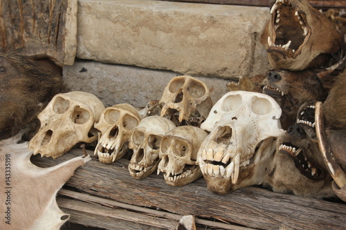 Voodoo paraphernalia, Monkey´s Skulls, Akodessawa Fetish Market, Lomé, Togo / This market is located in Lomé, the capital of Togo in West Africa and is is largest voodoo market in the world. photo