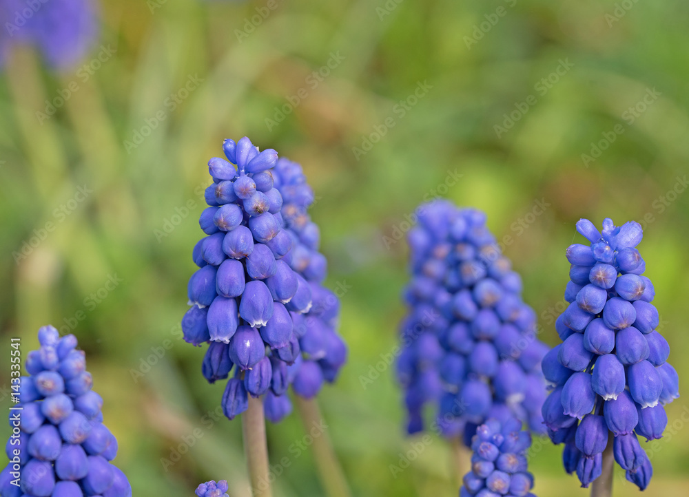 Traubenhyazinthen, Muscari