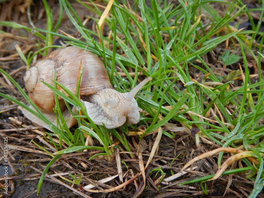 snail with its shell house in a green grass snail with its shell house in a green grass