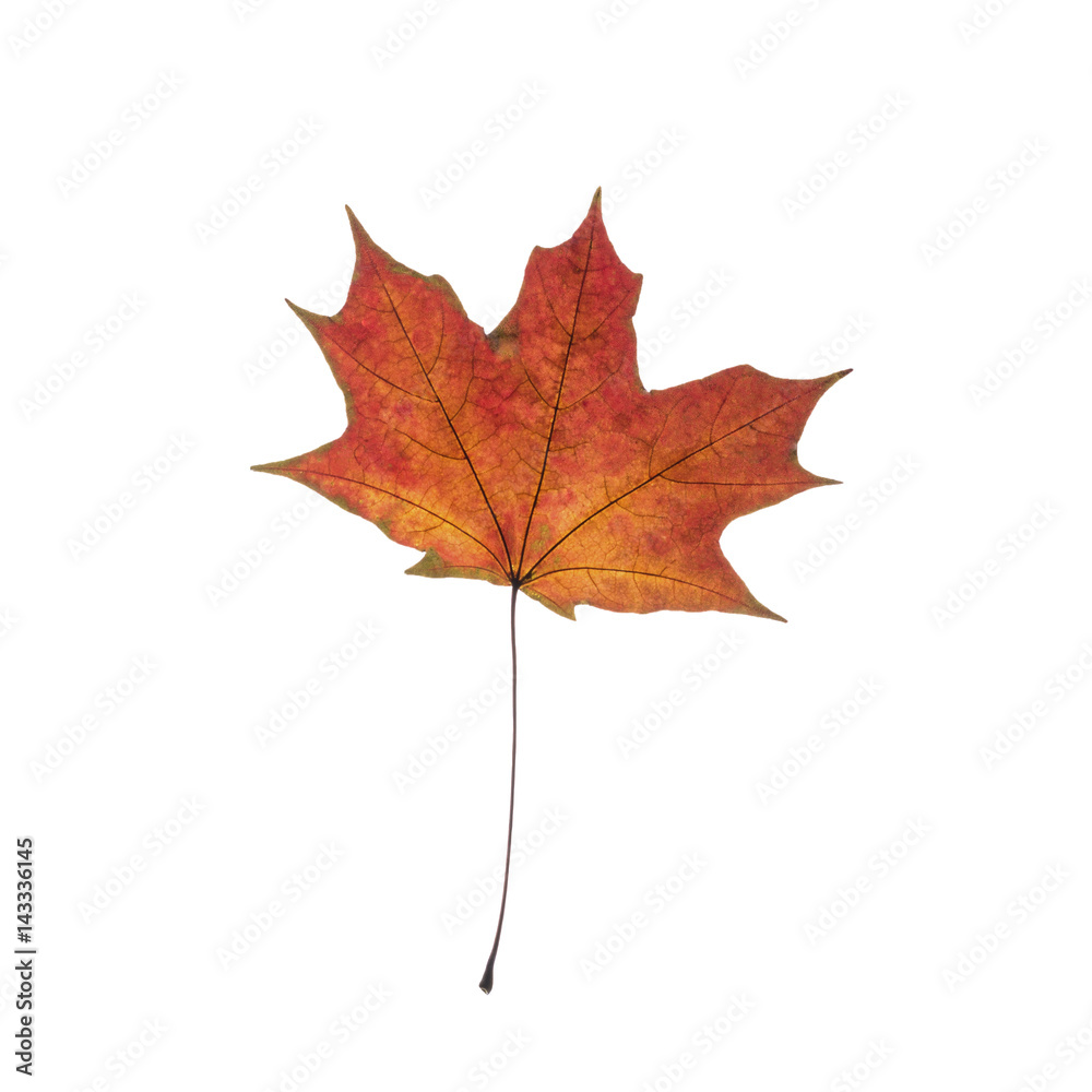 Fototapeta premium dry leaf isolaten on white