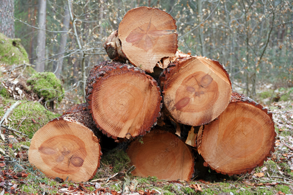 troncs d arbres coupés  en forêt de Fontainebleau