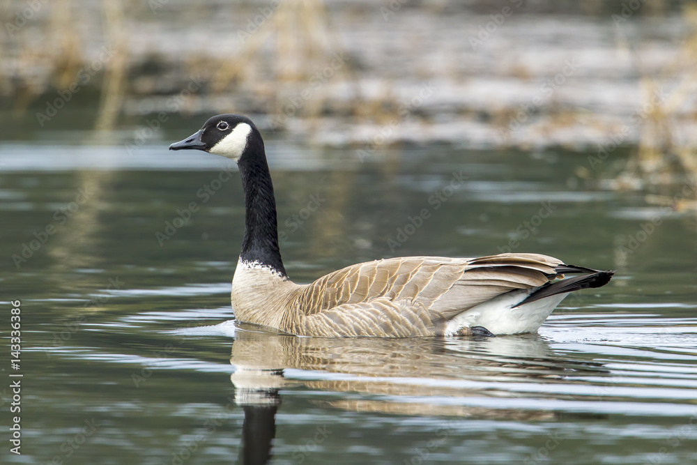 Goose makes ripple from swimming. Goose makes ripple from swimming.