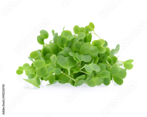 Growing microgreens isolated on white background