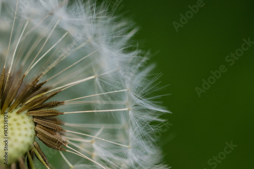 Close up on a seed head of the dandelion family with many seeds already dispersed