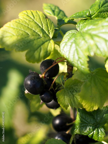 Berry black currant on a branch
