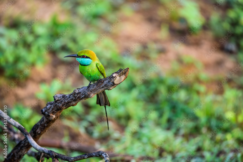 Bee-eater or Merops orientalis sits on branch Bee-eater or Merops orientalis sits on branch