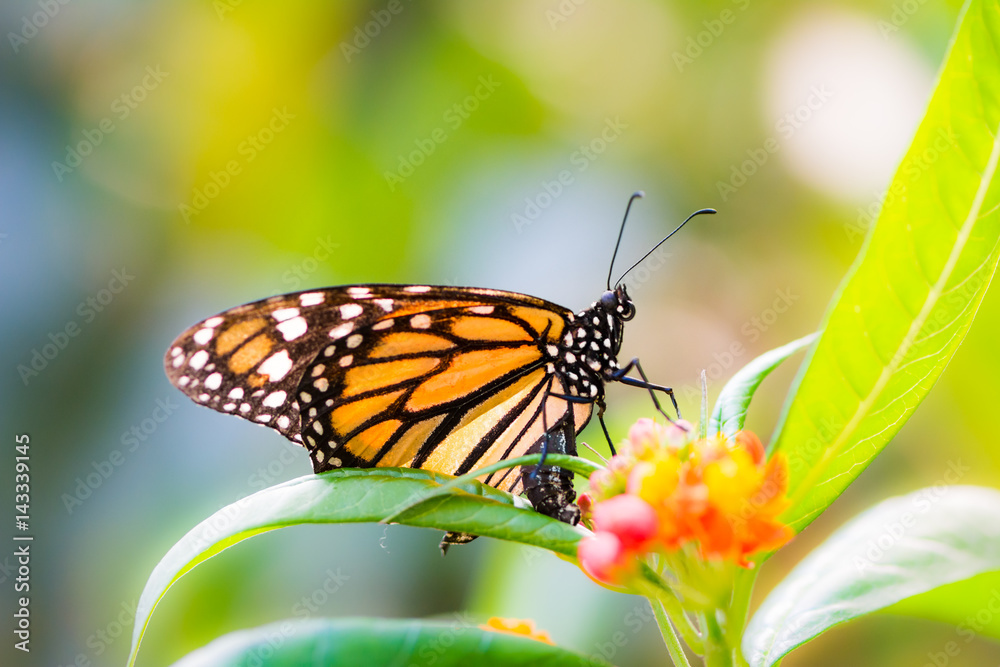 Macro of a Monarch butterfly on a flower Macro of a Monarch butterfly on a flower