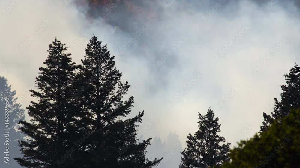Smoke rising from forest fire