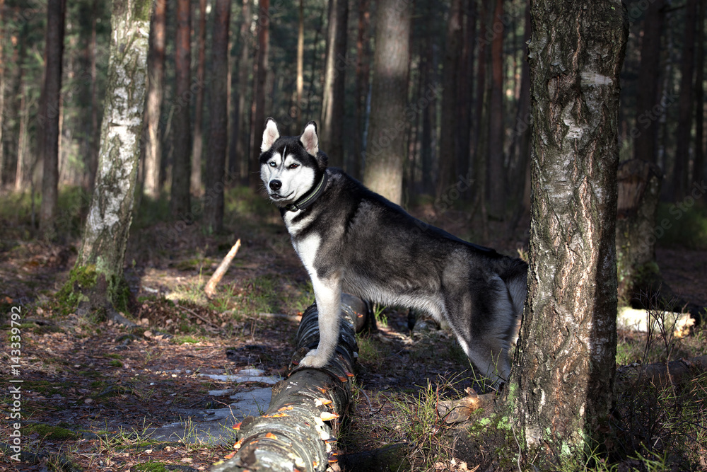 Dog breed Siberian Husky in the spring forest