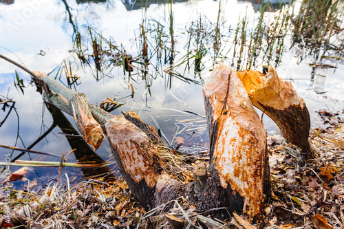 Tree, felled by the beaver and lying in water