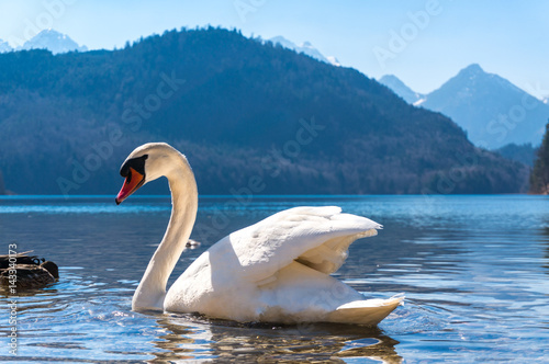 Fototapeta Naklejka Na Ścianę i Meble -  White swan