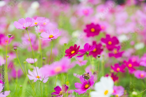 Cosmos colorful flower