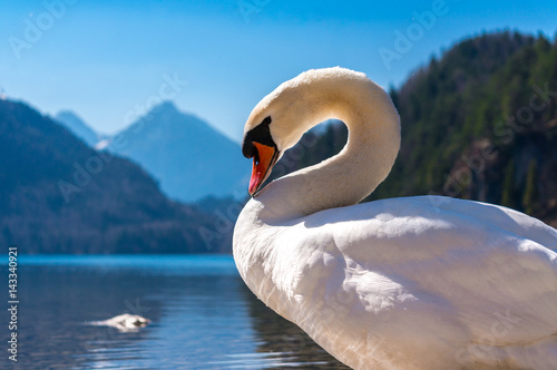 Fotografie Swan in Alpsee, Bavaria