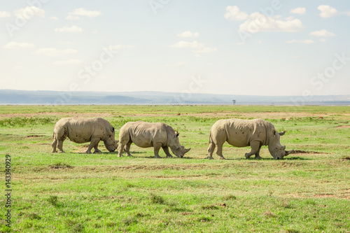 Pack of white rhino