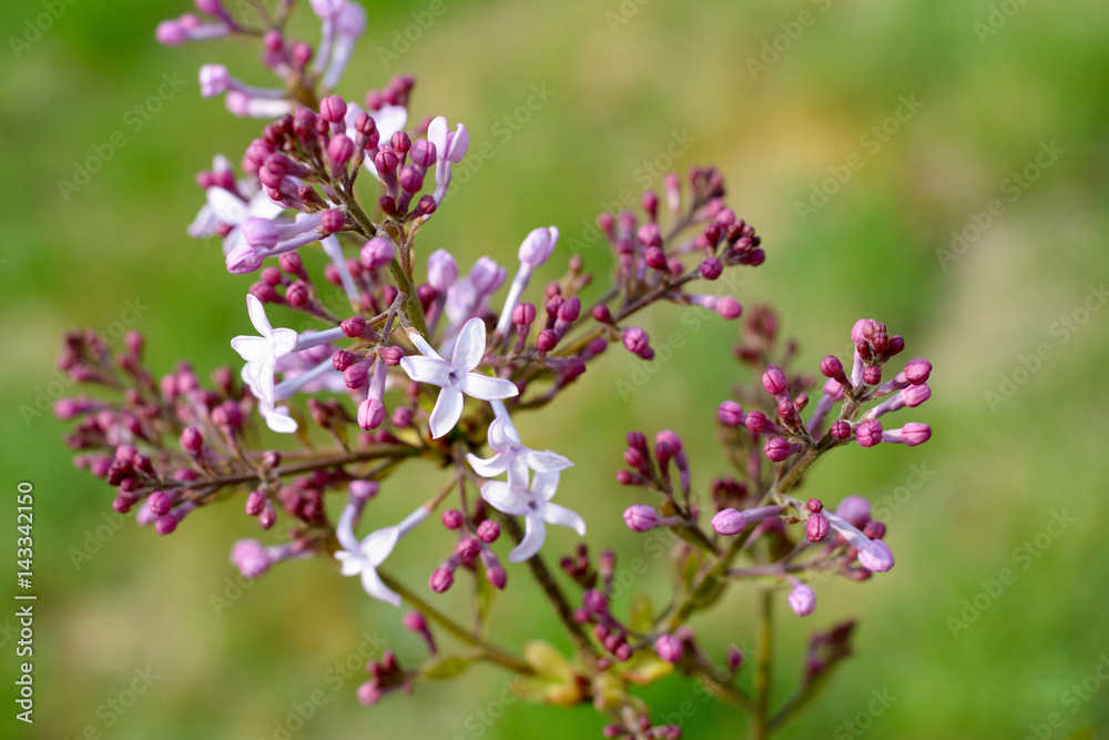 Fliederblüten im Frühling im Garten