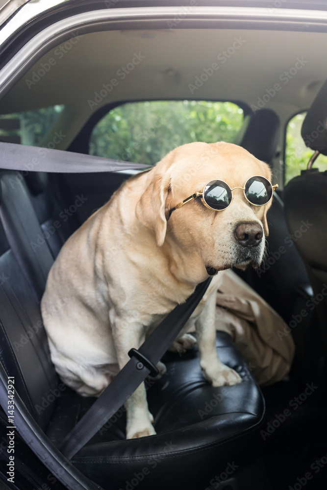 Funny Labrador retriever in car and safety belt and sun glasses Stock Photo  | Adobe Stock