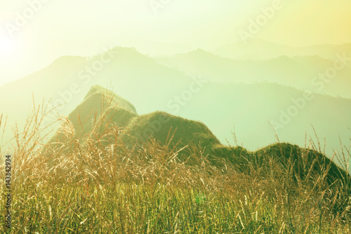 Dawn in mountains. Grass field on hill with sunlight. Fresh nature background.