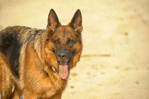 German shepherd portrait photo
