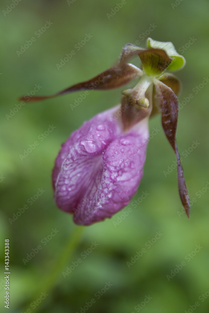 Pretty pink wild lady slipper Pretty pink wild lady slipper