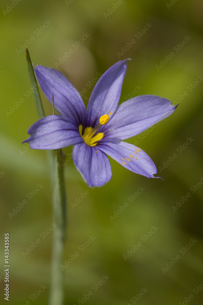 Pretty blue eyed grass flower in full bloom Pretty blue eyed grass flower in full bloom
