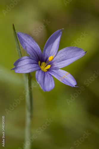 Pretty blue eyed grass flower in full bloom