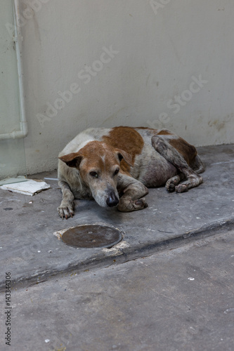 stray dog ; alone life waiting is a sign of true love.