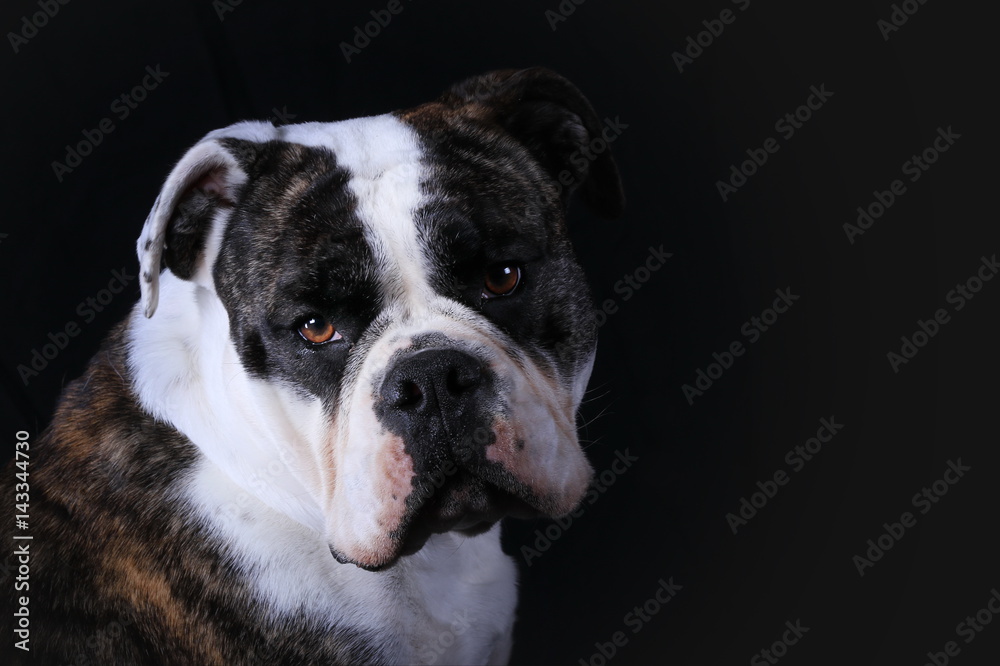 Portrait Continental Bulldog (Studio)