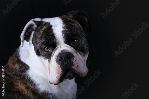 Portrait Continental Bulldog (Studio) © Petra Eckerl