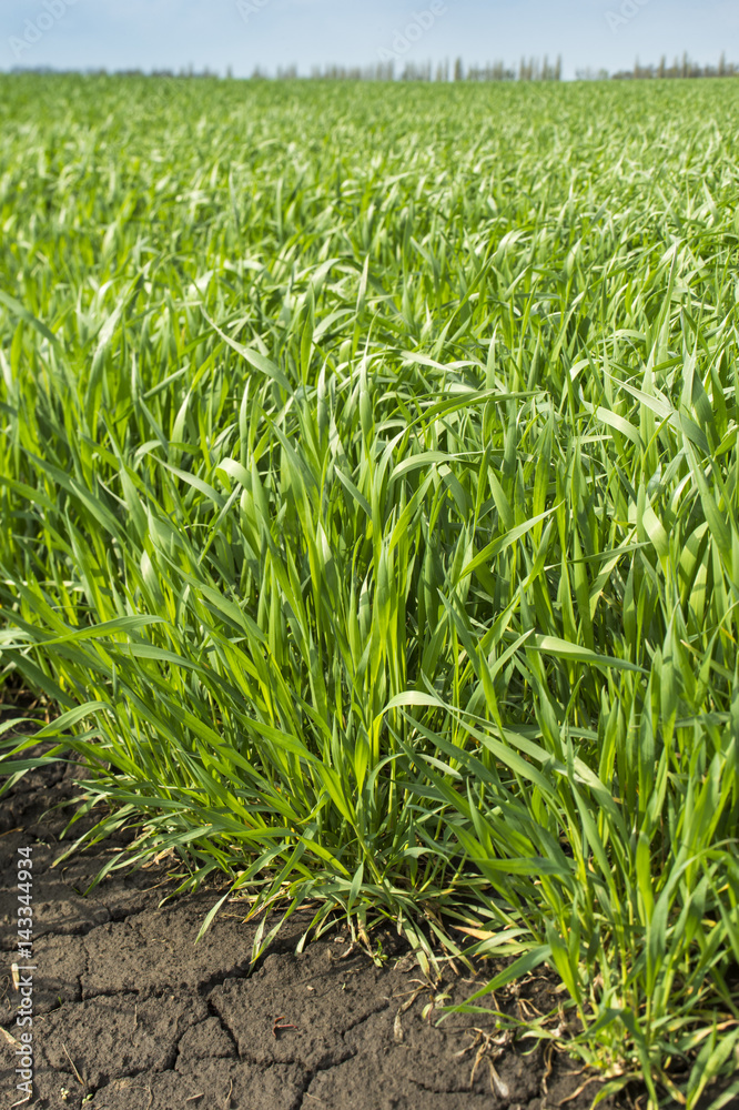 Obraz premium young wheat shoots in spring, sprouts