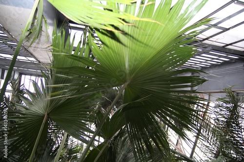 Palm leaves. Botanical garden. Most Beautiful Botanical Gardens. Historical gardens. Botanical tour. 