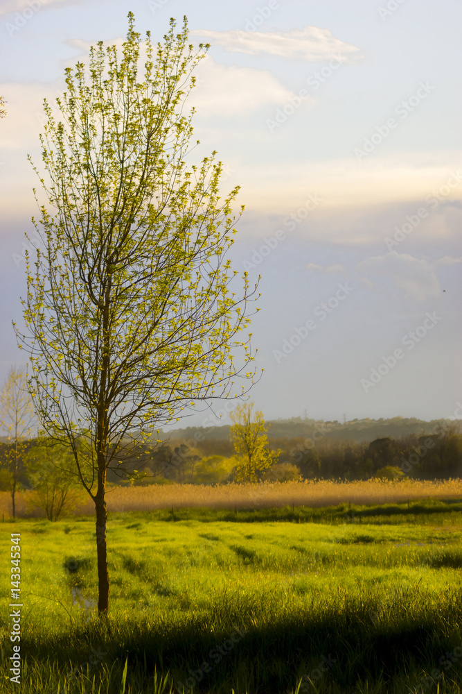 Obraz premium árbol en el campo