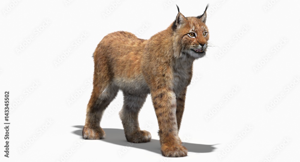 Obraz premium Eurasian Lynx (3d)