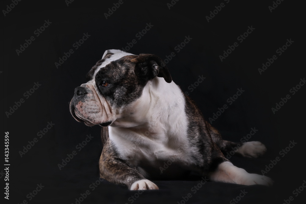 Continental Bulldog liegend im Studio