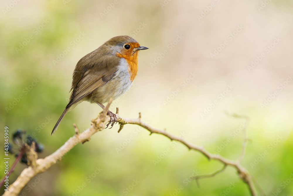 European Robin, Erithacus rubecula, Robin, Birds