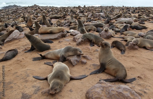 Colony of fur seals Fur seal at cape cross skeleton coast namibia