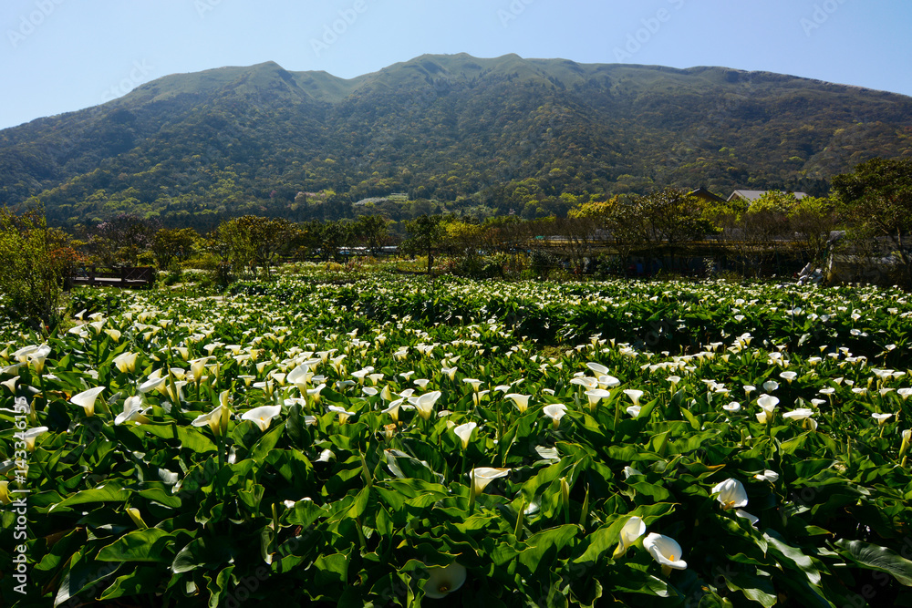 Beautiful spring flowering landscape at the Zhu Zi Hu Calla Lily Festival in Taiwan