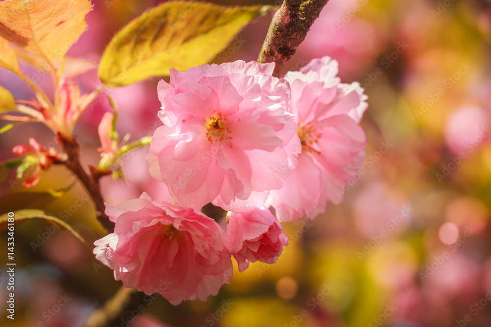 Close-up of Cherry Blossom or Sakura flower in springtime. Beautiful Pink Flowers. Selective focus and blurred background. Close-up of Cherry Blossom or Sakura flower in springtime. Beautiful Pink Flowers. Selective focus and blurred background.