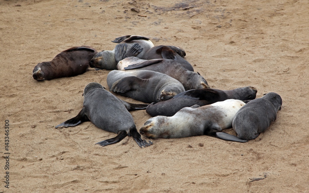 Fototapeta premium Colony of fur seals Fur seal at cape cross skeleton coast namibia