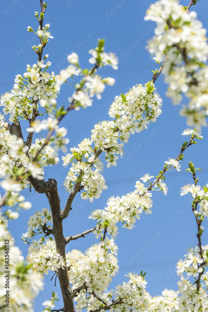 flowering branches of apple trees