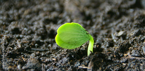 Fotografi germination de graine de courgette dans du terreau