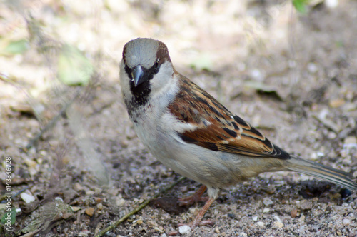 Sparrow posed on a sandy ground