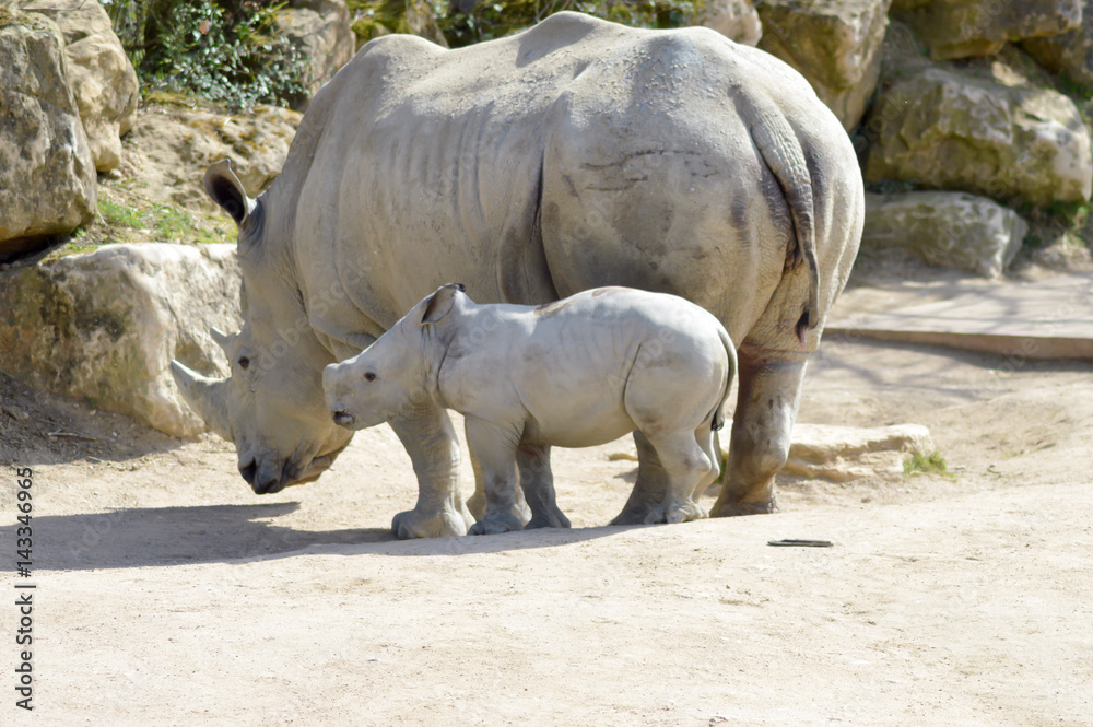 Young rhinoceros and mum